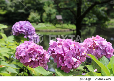 公園のあじさい 23083389