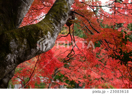 紅葉 23083618