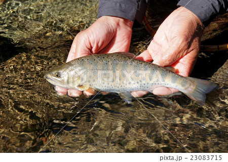 ヤマメ ヤマメ 23083715