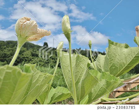 野菜畑の夕顔の白い花の写真素材