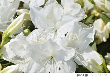 リュウキュウツツジ リュウキュウツツジ 23083888