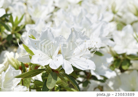 リュウキュウツツジ 23083889