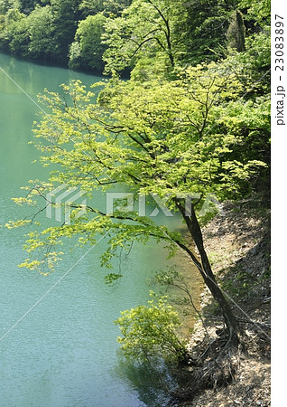 緑の渓谷 新緑木立ち 緑の渓谷 新緑木立ち 23083897