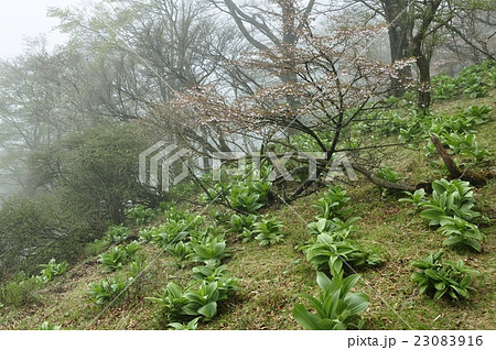 春の丹沢山地 オオバイケイソウの芽吹きとマメザクラの花 春の丹沢山地 オオバイケイソウの芽吹きとマメザクラの花 23083916