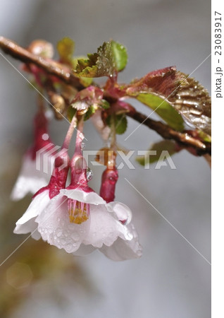 マメザクラ 23083917