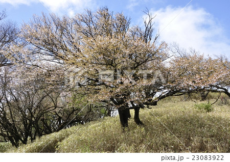 マメザクラ マメザクラ 23083922