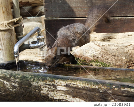 水を飲むリス 水を飲むリス 23083931