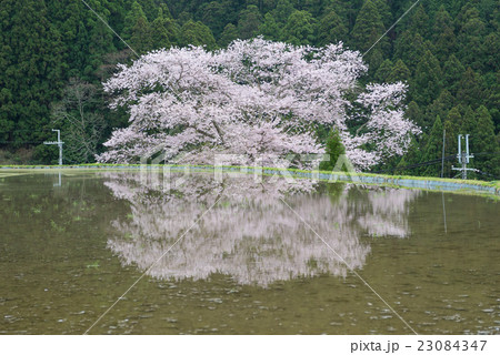 諸木野の桜 諸木野の桜 23084347
