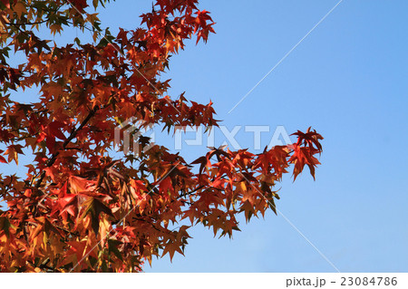 autumn leaves and blue sky 23084786