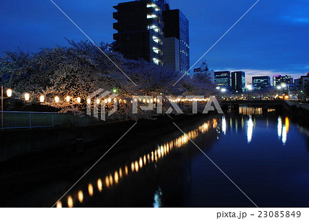 門前仲町の夜桜 23085849