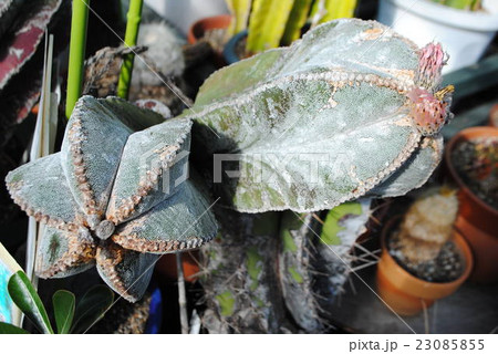 ランポウギョク 23085855