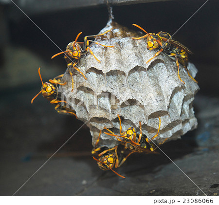 セグロアシナガバチの営巣 23086066