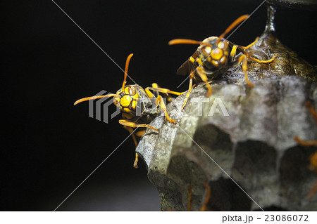 セグロアシナガバチの営巣 23086072
