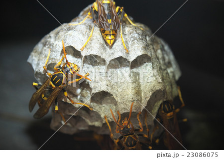 セグロアシナガバチの営巣 23086075