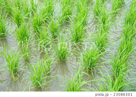 Transplanted rice fields Transplanted rice fields 23086301