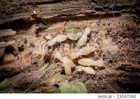 シロアリ シロアリ 23087092