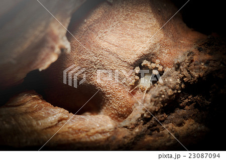シロアリ 23087094