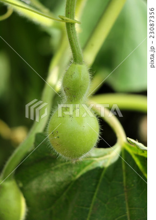 ひょうたん 23087356