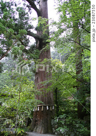奈良・丹生川上神社中社 叶大杉 奈良・丹生川上神社中社 叶大杉 23087550
