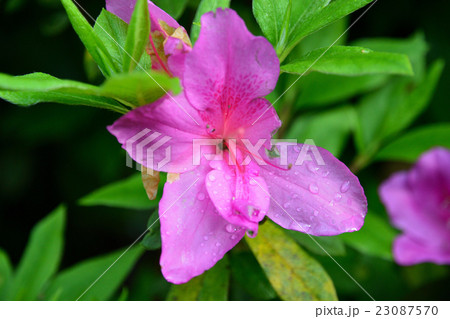 早朝の雨上り、滴をまとうツツジ花ー3 早朝の雨上り、滴をまとうツツジ花ー3 23087570