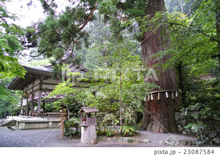 奈良・丹生川上神社中社 叶大杉と拝殿 奈良・丹生川上神社中社 叶大杉と拝殿 23087584