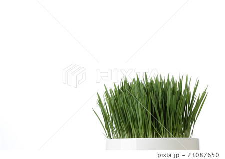 ウィートグラス　イメージ 23087650