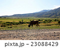 キルギスの牛 23088429