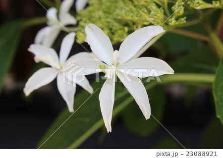 紫陽花 八丈千鳥 の写真素材 [23088921] - PIXTA