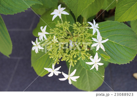 紫陽花 八丈千鳥 の写真素材 [23088923] - PIXTA