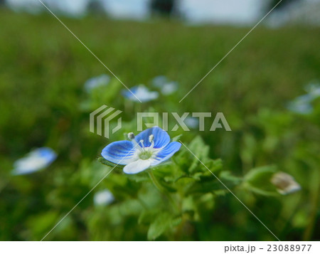 土手に咲くオオイヌノフグリの青い花の写真素材