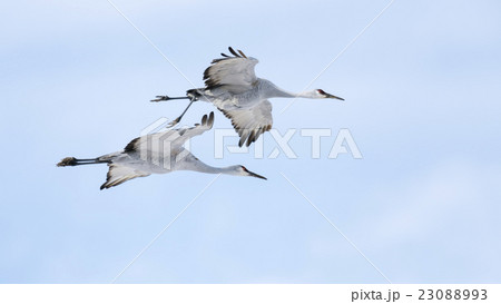 Sandhill Crane 23088993