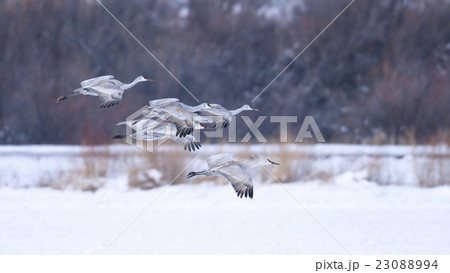 Sandhill Crane 23088994