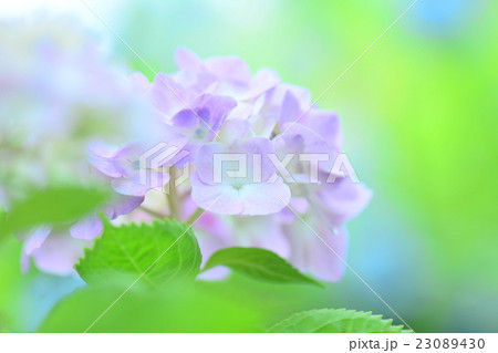 紫陽花、背景ふわとろ 23089430