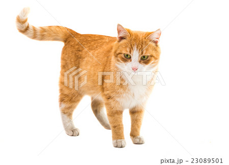 cat isolated cat isolated 23089501