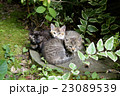 3匹のこねこ 23089539