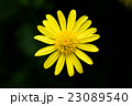 黄色い花 23089540