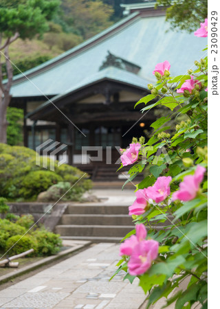 海蔵寺の芙蓉 23090429