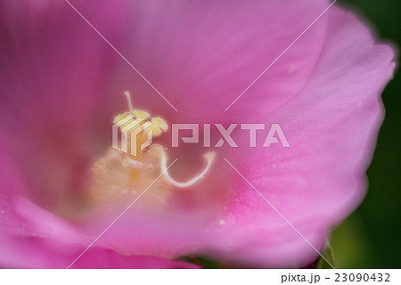 伸びる蕊 23090432