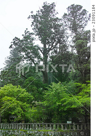 奈良・丹生川上神社中社 叶大杉 奈良・丹生川上神社中社 叶大杉 23091184