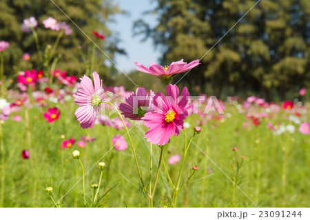 cosmos flower in garden 23091244