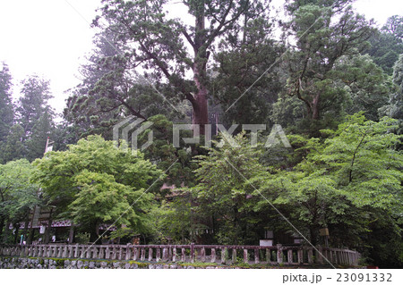 奈良・丹生川上神社中社　叶大杉 23091332