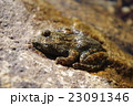 かじかがえる 23091346