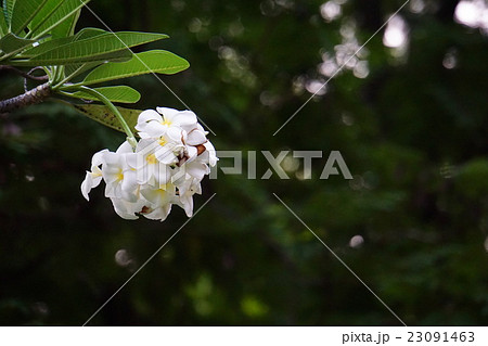 Plumeria, Frangipani(フランジパニ、プルメリア、インドソケイ) Plumeria, Frangipani(フランジパニ、プルメリア、インドソケイ) 23091463