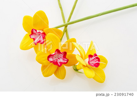 Beautiful narcissus flowers 23091740