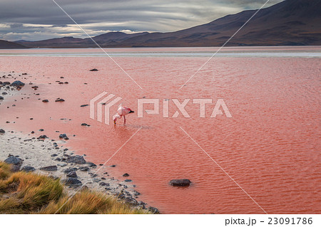 Red lake - Lago Colorado in Bolivia 23091786