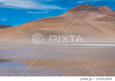 Flamingos in Uyuni Bolivia 23091804