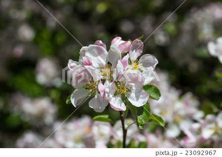 Blooming apple tree Blooming apple tree 23092967