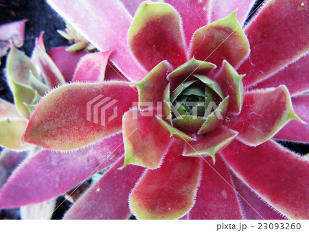 Closeup of Colorful Cactus Plants in Full Sunlight Closeup of Colorful Cactus Plants in Full Sunlight 23093260