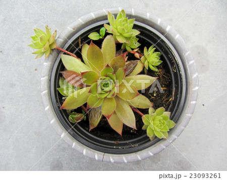 Close-up of sempervivum plant in a pot. 23093261