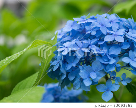 雨の後の紫陽花(青) 23093265